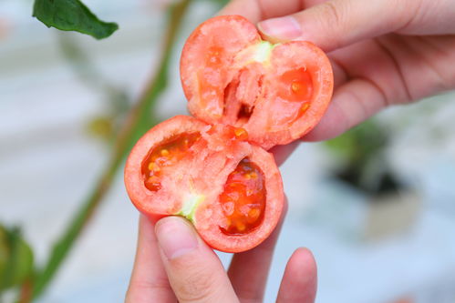 農(nóng)產(chǎn)品上行新趨勢(shì) 凱盛浩豐上淘特賣新品草莓番茄