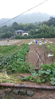 杭州千島湖千山生態(tài)農(nóng)業(yè)開(kāi)發(fā)生產(chǎn)基地農(nóng)產(chǎn)品種植與生產(chǎn)概況